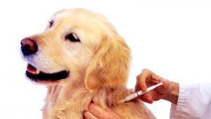 Vereador Beto Broa apoia Dia D de Vacinação Antirrábica em Cava Grande